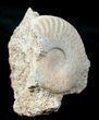 Hecticoceras Ammonite - Montreuil-Bellay, France #13302-1